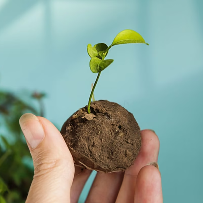 Orchid Ecotel’s Seedball Plantation Initiative – Supporting Eco-Conservation Seedball plantation drive by Orchid Hotel – nurturing biodiversity and green cover