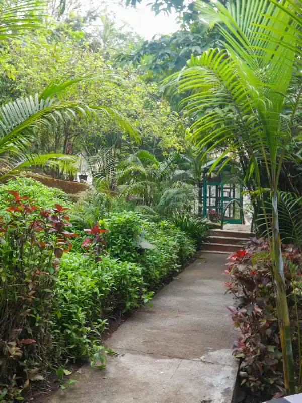 Tropical Garden Walkway – Nature Resort in Panchgani Lush tropical garden pathway with palm trees and flowering plants at Orchid Hotel Panchgani resort
